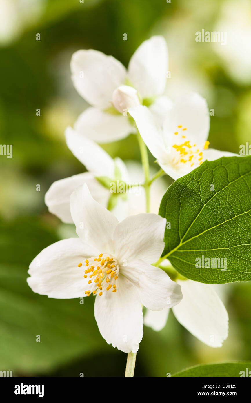 Jasmin Blume Makro Nahaufnahme Blätter Stockfotografie Alamy