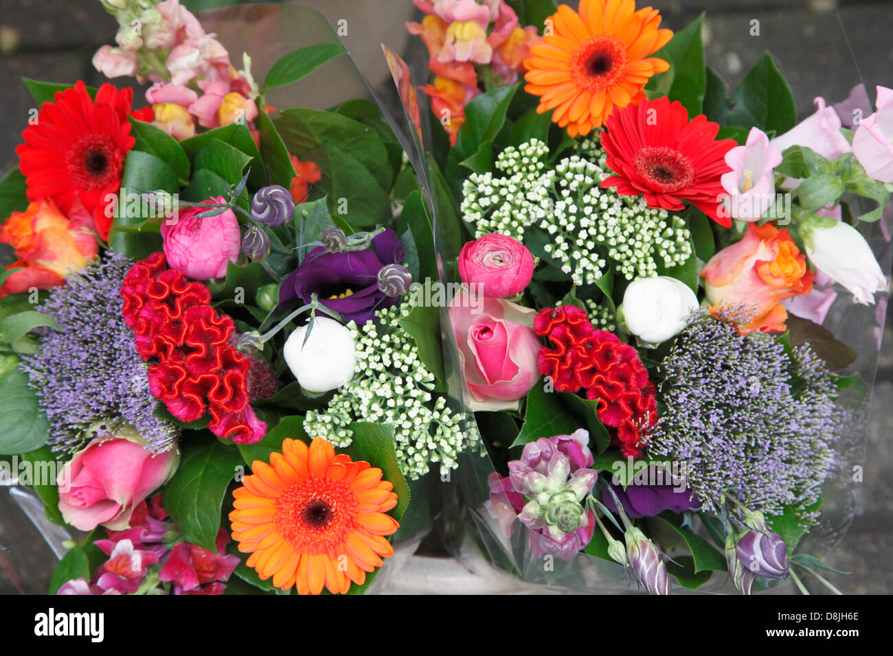 Niederlande, Amsterdam, Blumenmarkt, Blumen, Stockfoto