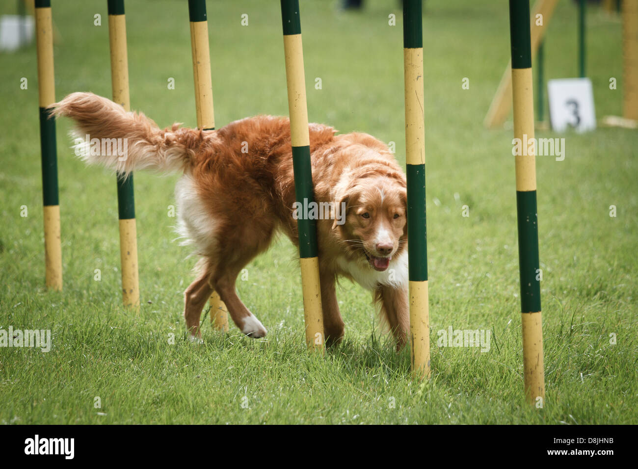 Hund im Agility Wettbewerb. Stockfoto