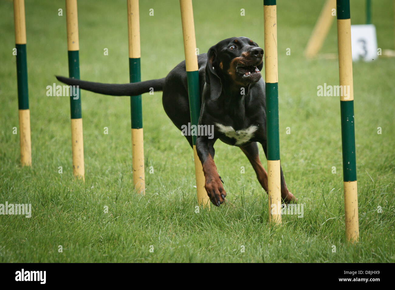 Hund im Agility Wettbewerb. Stockfoto