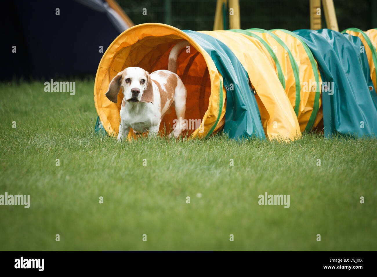 Beagle in Agility Wettbewerb. Stockfoto