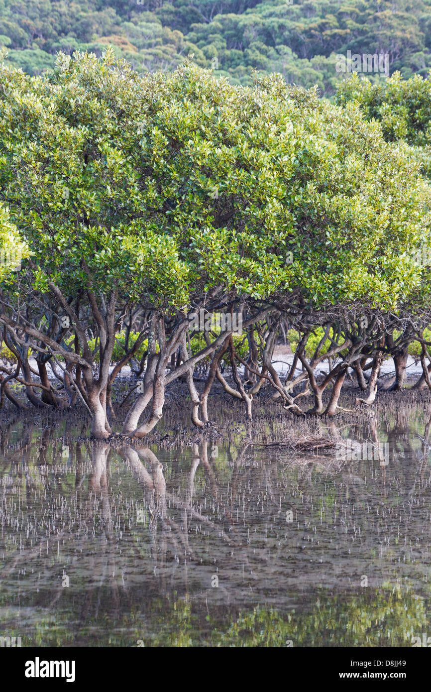 Grey Mangroven (Avicennia Marina) in einer Mündung in der Nähe von Bonnie Vale im Royal National Park, Australien Stockfoto