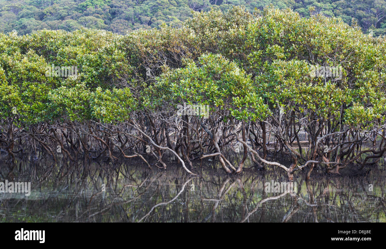 Grey Mangroven (Avicennia Marina) in einer Mündung in der Nähe von Bonnie Vale im Royal National Park, Australien Stockfoto