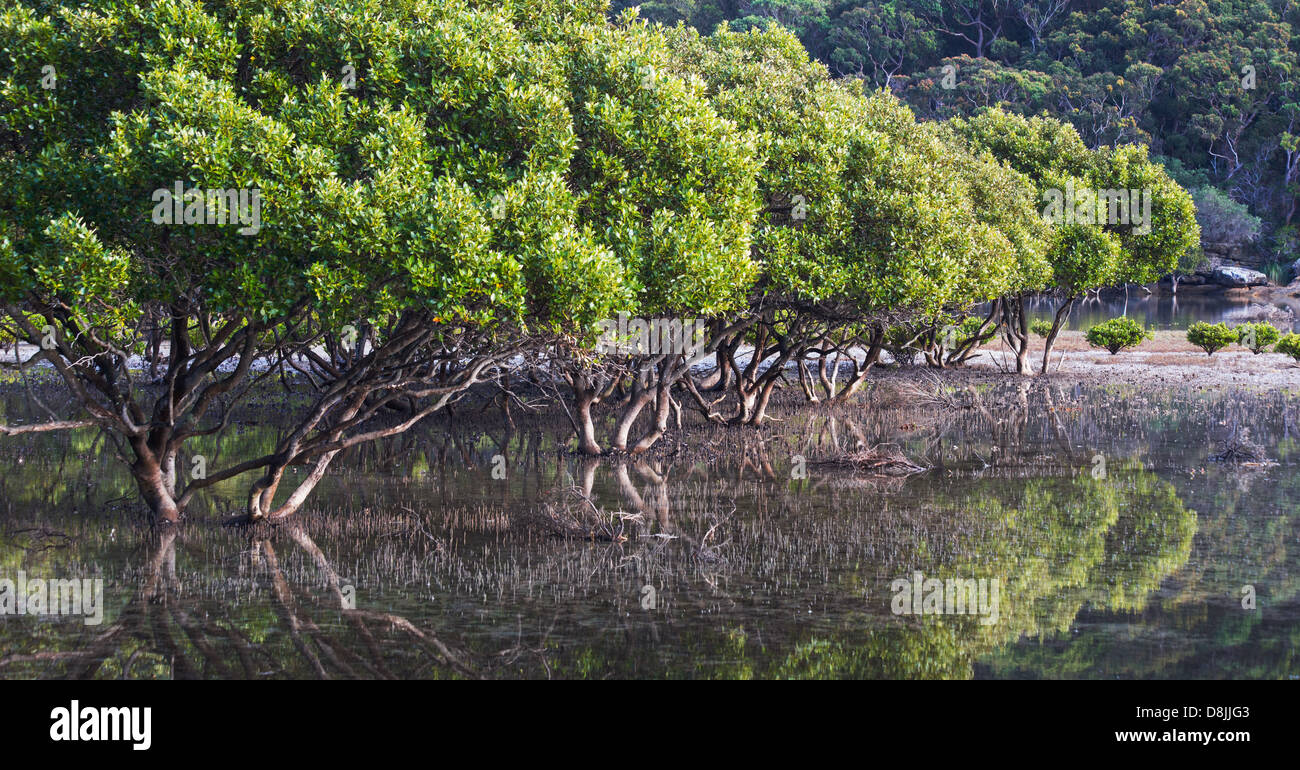 Grey Mangroven (Avicennia Marina) in einer Mündung in der Nähe von Bonnie Vale im Royal National Park, Australien Stockfoto