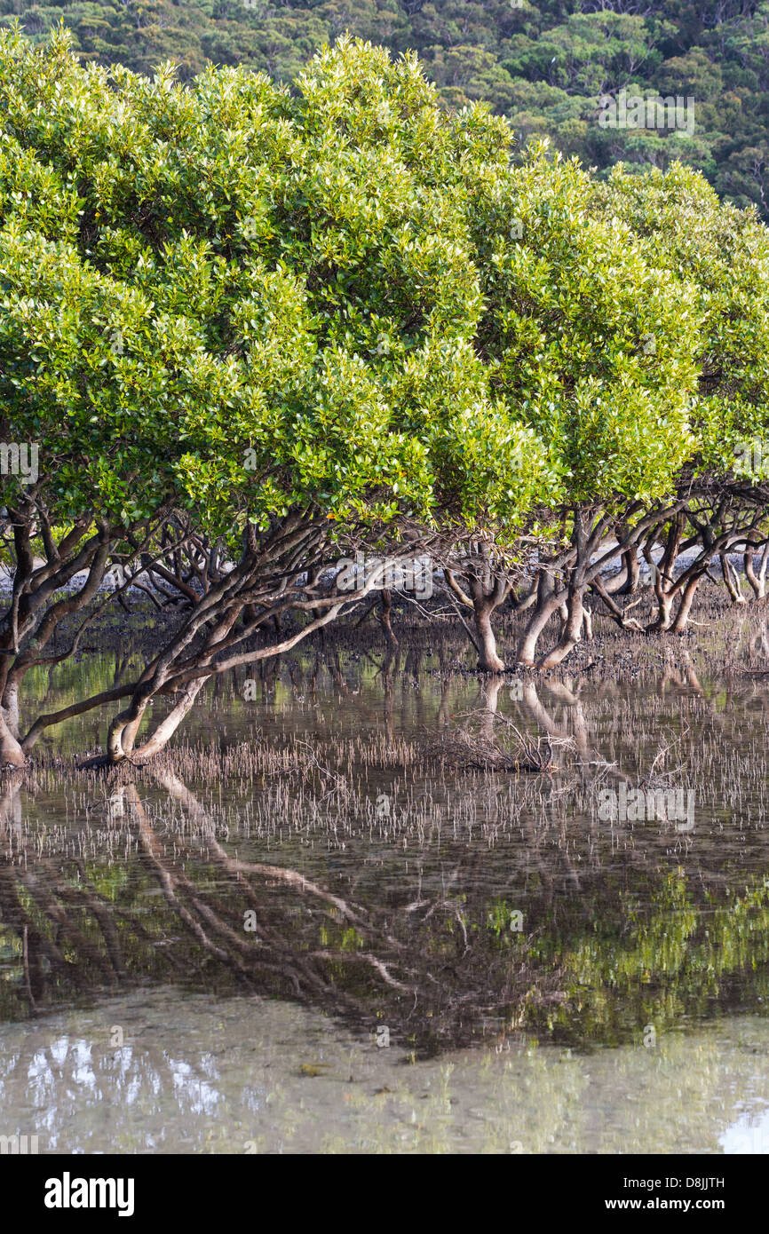 Grey Mangroven (Avicennia Marina) in einer Mündung in der Nähe von Bonnie Vale im Royal National Park, Australien Stockfoto