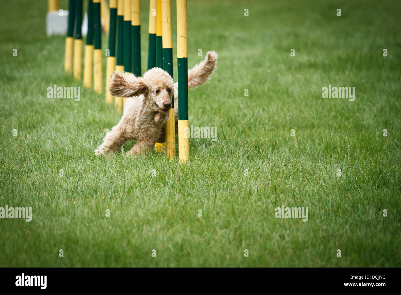 Pudelhund im Agility Wettbewerb. Stockfoto