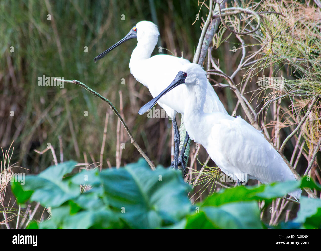 Königliche Löffler (Platalea Regia) Schlafplatz am Rande eines Feuchtgebietes, Australien Stockfoto