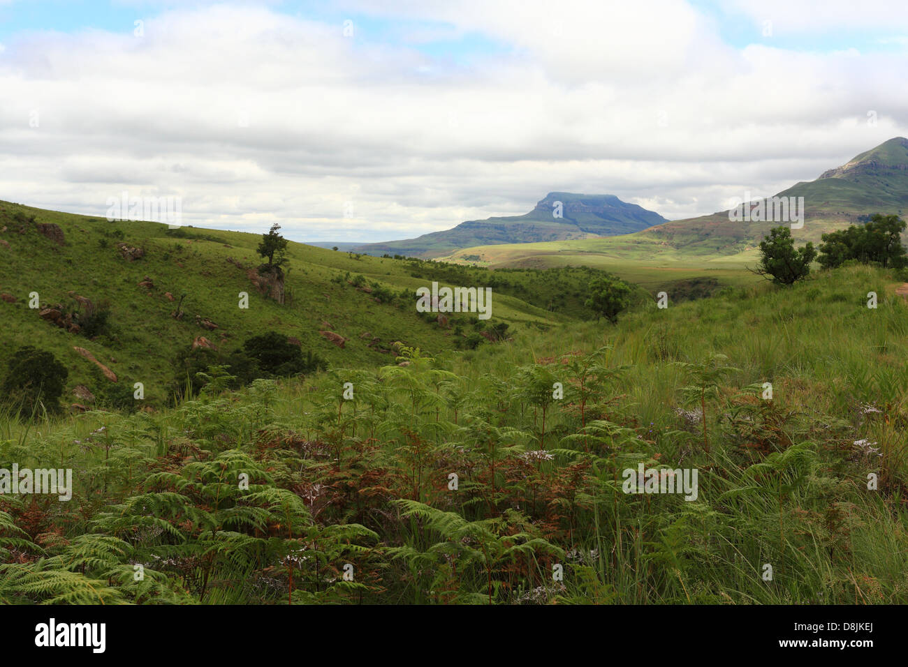Üppigen Pflanzenwachstums in den Drakensbergen (Ukahlamba), KwaZulu Natal, Südafrika Stockfoto