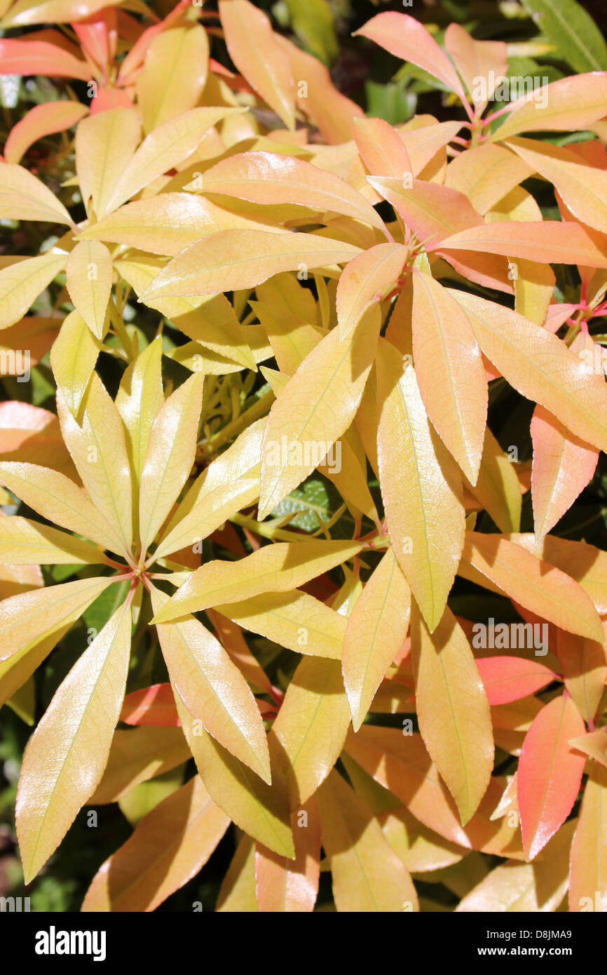 Pieris Japonica Blätter Stockfoto
