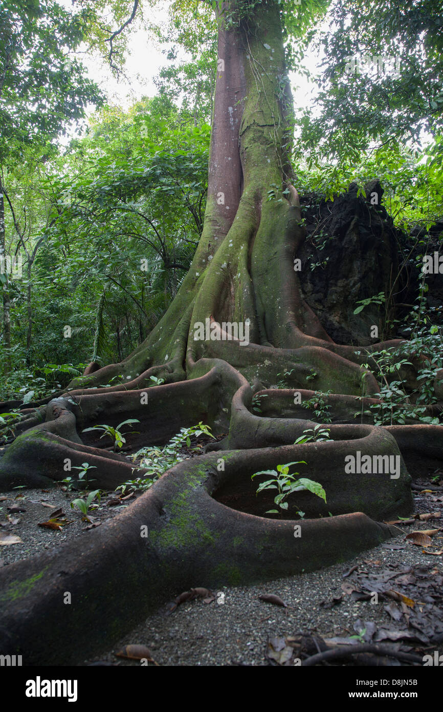 Strebepfeiler Wurzeln, Feigenbaum, Corcovado Nationalpark, Costa Rica Stockfoto