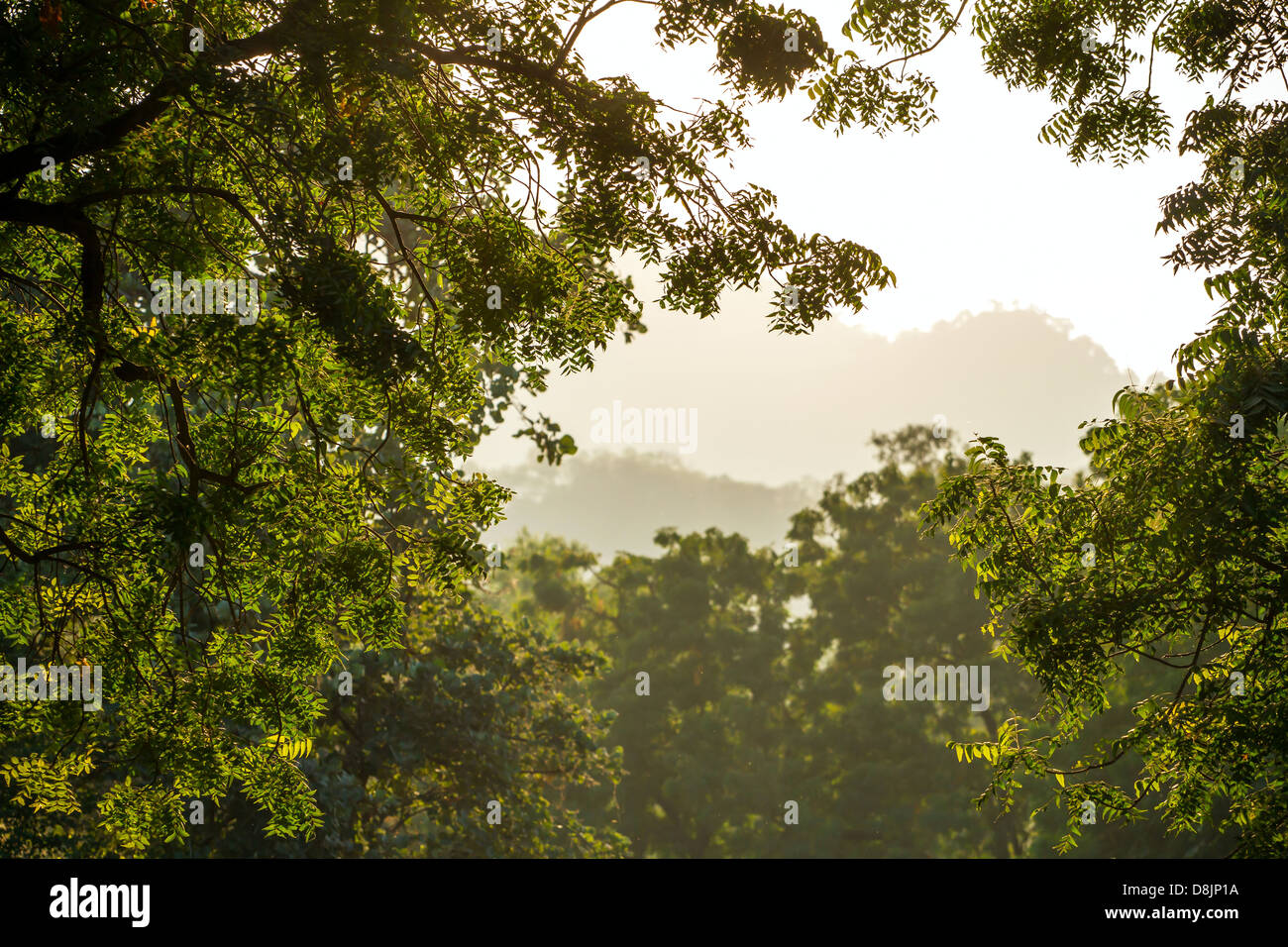 Sonnigen Tag Aussicht gesehen durch den grünen Baum Blatt Stockfoto
