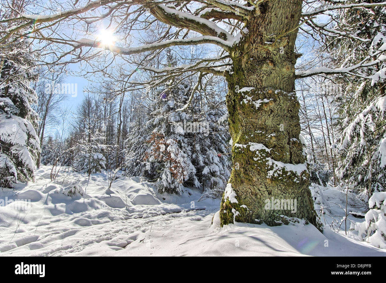 Großer Baum ohne Schnee umgeben von einem Wald mit Schnee bedeckt. Sonne am blauen Himmel shinning Stockfoto