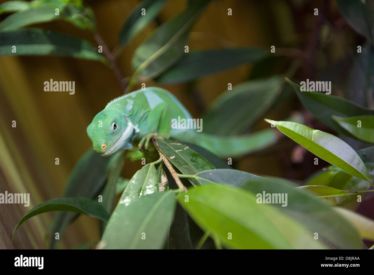 Fidschi gebändert Leguan (Brachylophus Fasciatus) Stockfoto