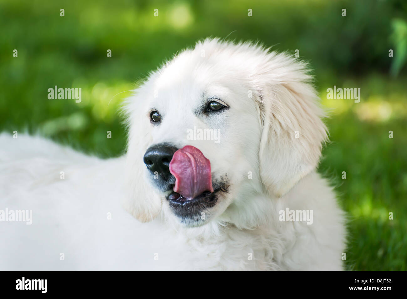 Bild von einem golden Retriever in Wiese Stockfoto