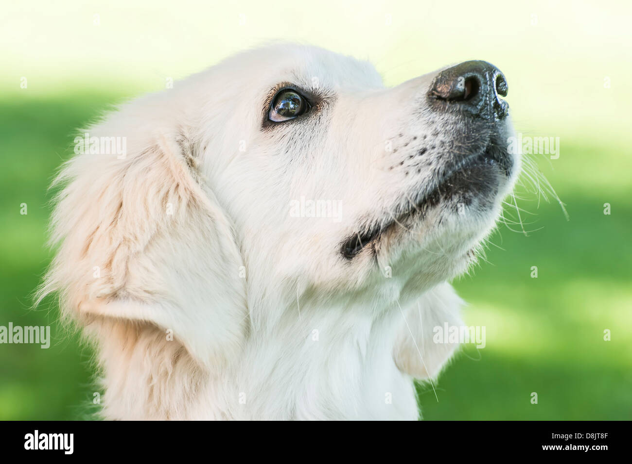 Porträt von einem Golden Retriever im Freien im Frühjahr Stockfoto