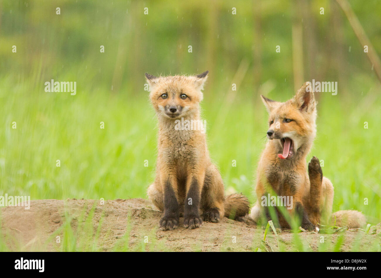 Rotfuchs (Vulpes Vulpes) jungen in den regnerischen Tag. Stockfoto