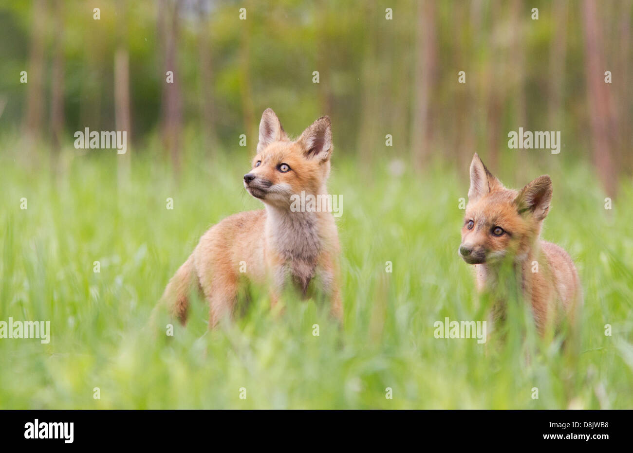 Red Fox Cubs (Vulpes Vulpes) auf der Suche nach Enten. Stockfoto