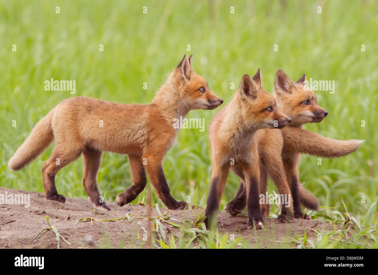 Drei Red Fox Cubs (Vulpes Vulpes) auf der Suche nach Enten. Stockfoto