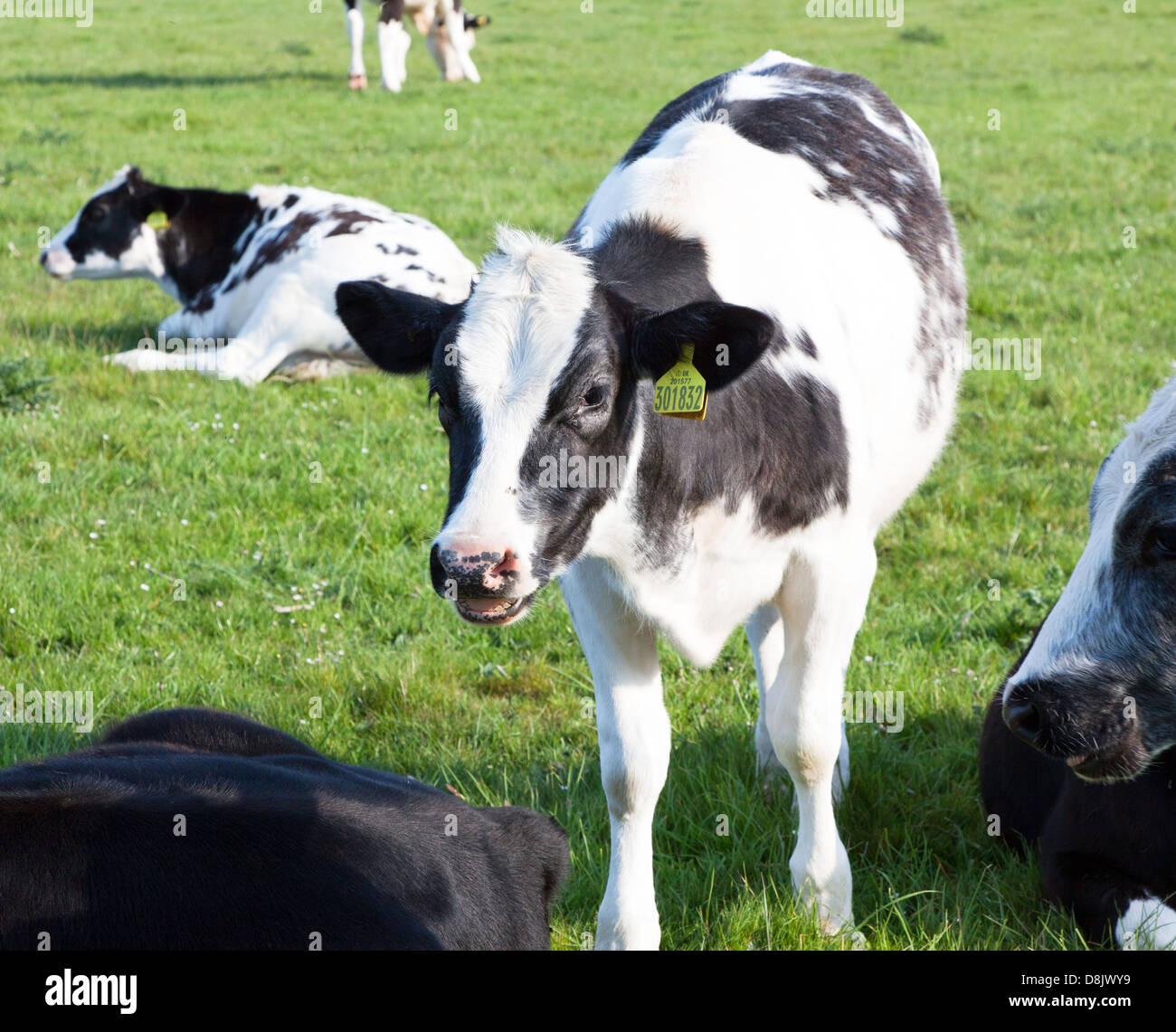 Kühe-Marlow UK Stockfoto