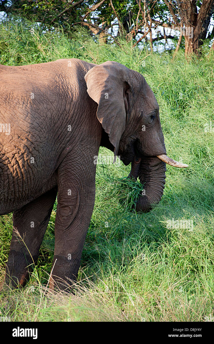Afrikanischer Elefant Essen Grass in Thanda Game Reserve, Südafrika. Stockfoto