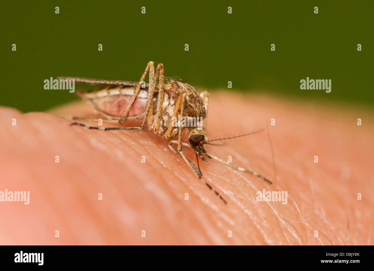 Moskito mit menschlichem Blut zu füttern Stockfoto