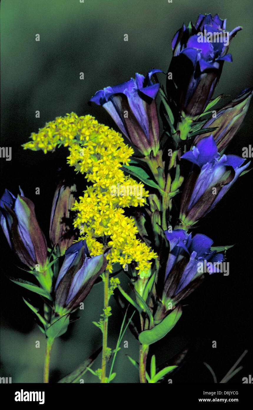 Prairie-Enzian und graue Goldruten sind in lebendiger Blüte dargestellt. Diese Wildblumen zeigen satte violette und gelbe Töne, die häufig in Prärien und Wiesen zu finden sind. Stockfoto