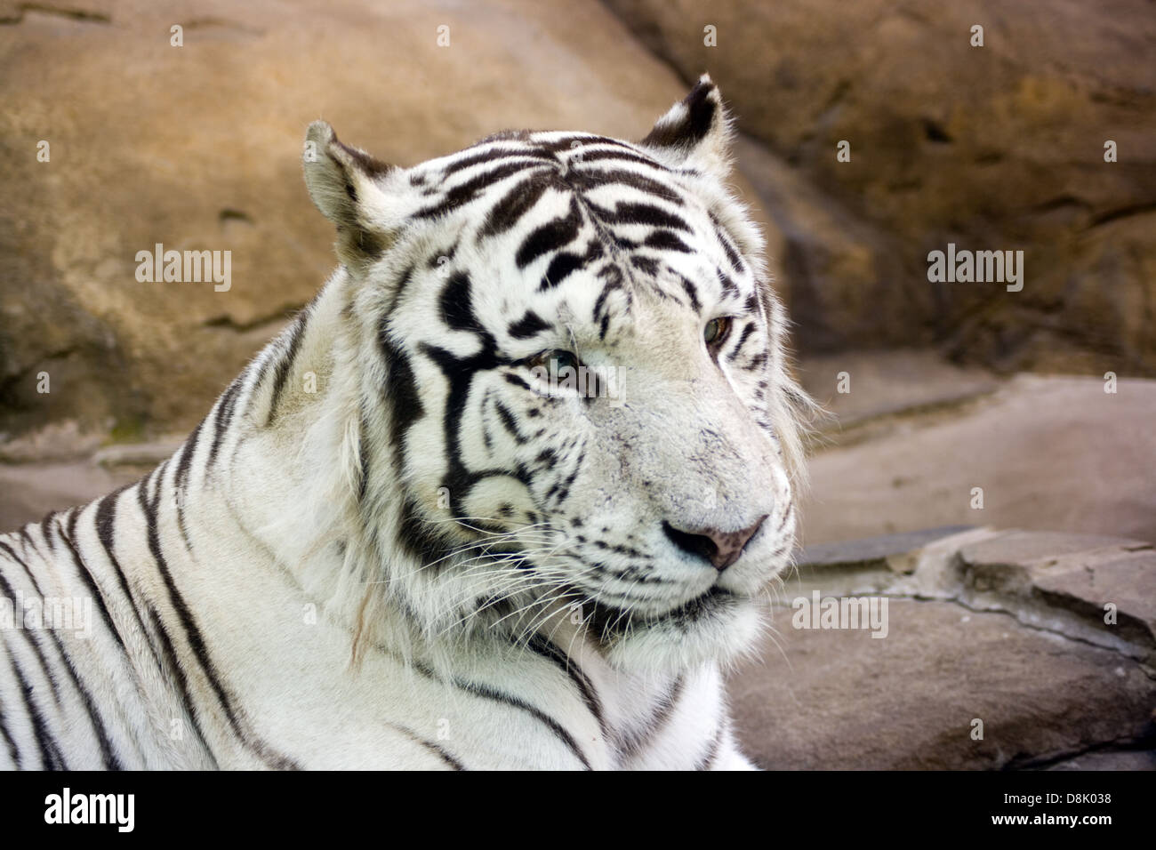 Weiße Tiger mit grünen Augen Stockfoto
