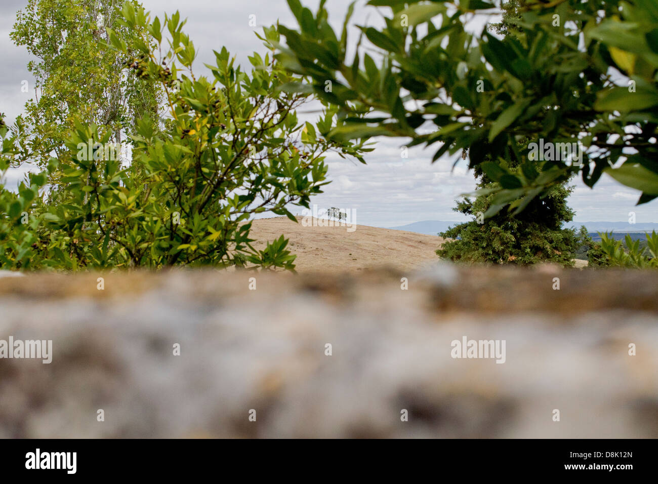 Zwei Bäume auf einem Hügel im Alentejo, Portugal. Stockfoto