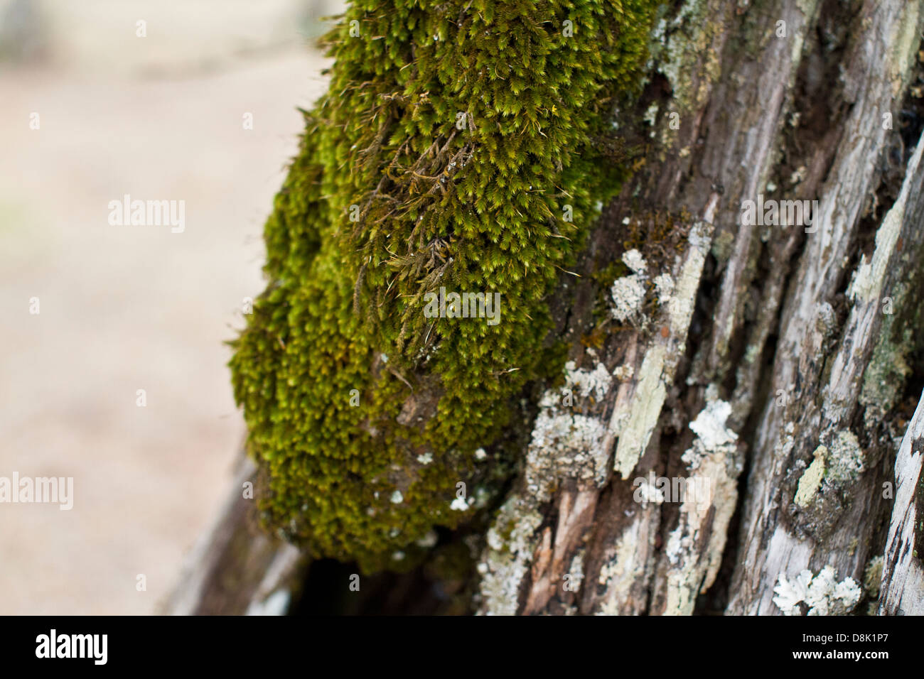 Ein Olivenbaum Stamm voller Moos. Alentejo, Portugal Stockfotografie - Alamy