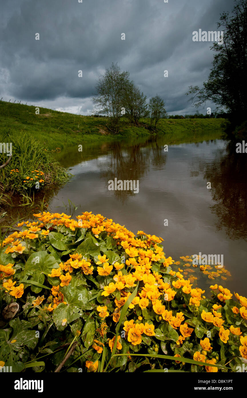 Gelbe Blumen, Sumpfdotterblume Caltha palustris, am Flußufer der Hobølelva in Østfold, Norwegen. Stockfoto