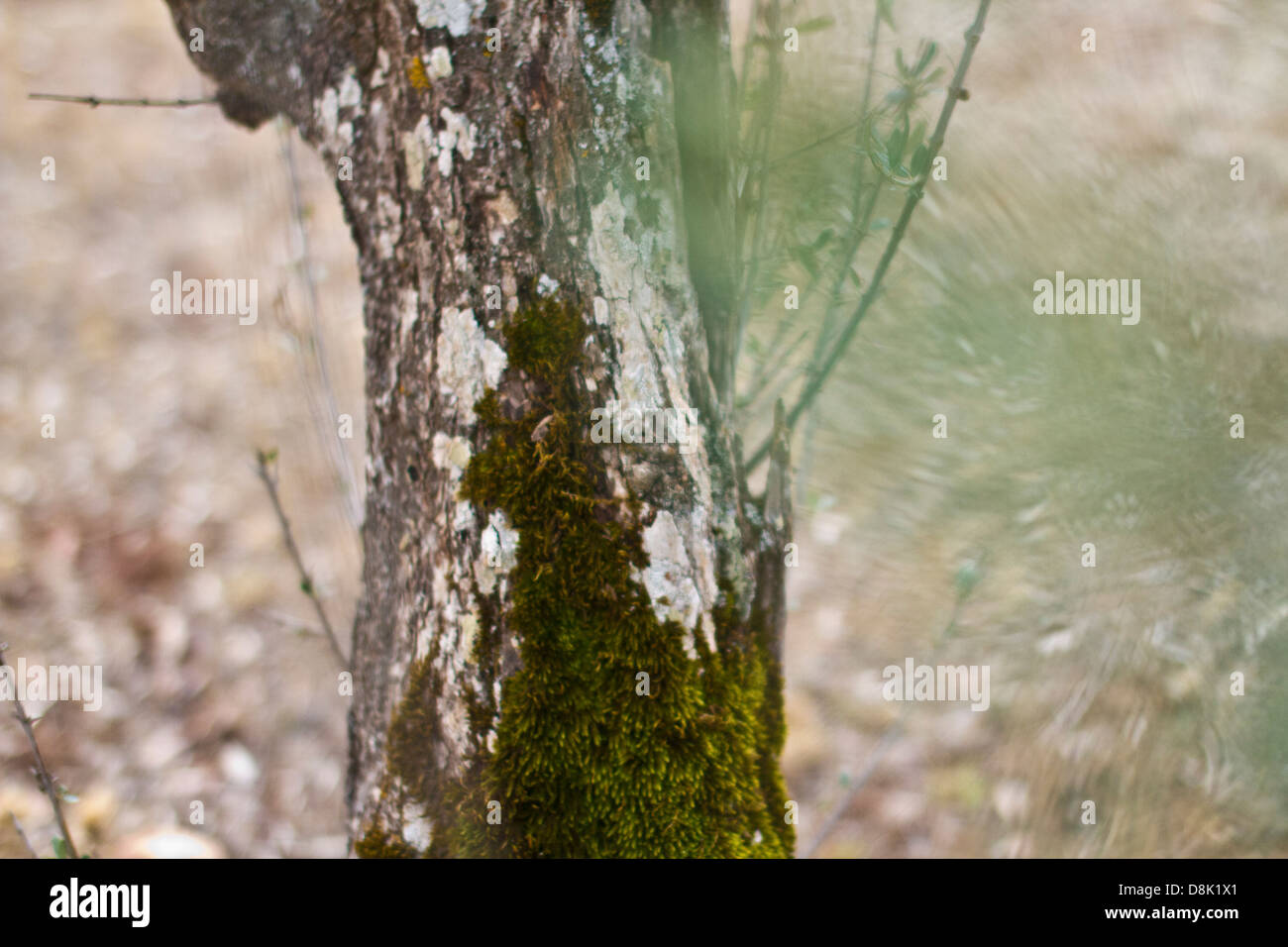 Ein Olivenbaum Stamm voller Moos. Alentejo, Portugal Stockfotografie - Alamy