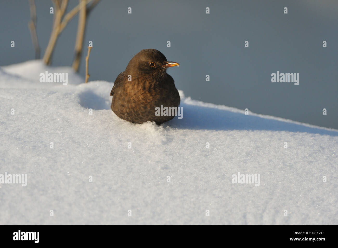 Amsel Stockfoto
