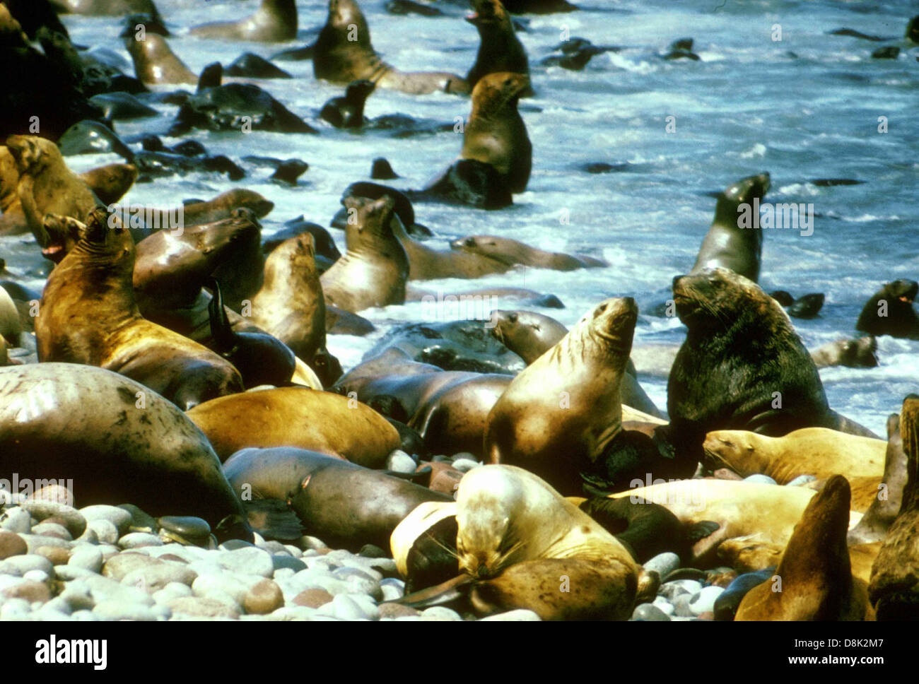 Eine Gruppe von Seelöwen (Eumetopias jubatus), die sich an der felsigen Küste in der Nähe des Wassers entspannen. Diese Pinnipeds kommen häufig an der nördlichen Pazifikküste vor, wo sie sich in der Sonne sonnen oder im Ozean schwimmen. Stockfoto