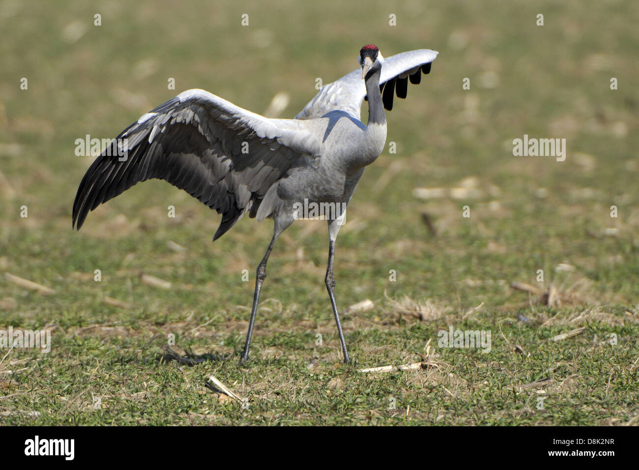 Kranich Stockfoto