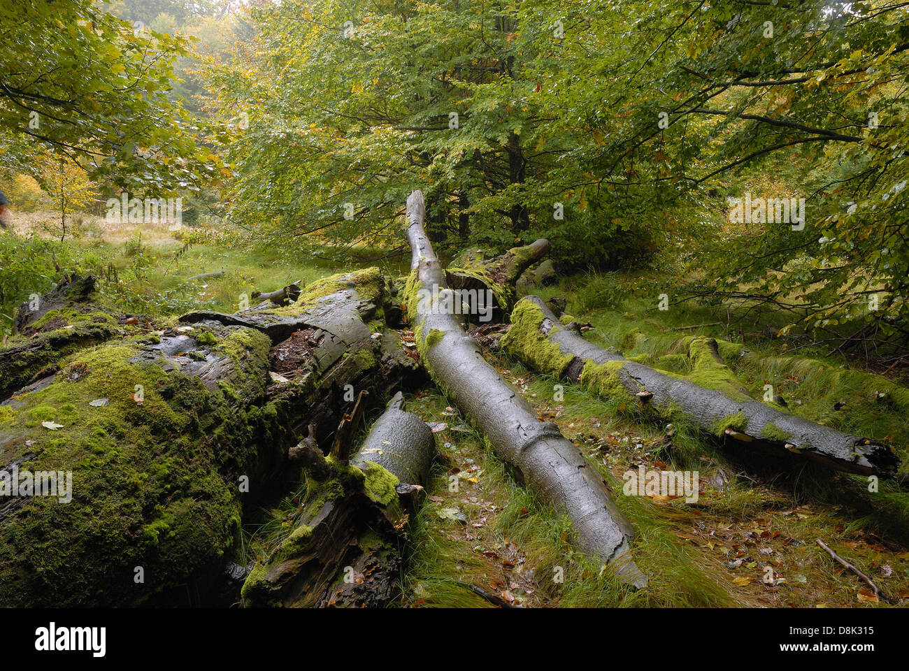 Bayerischer Wald Stockfoto