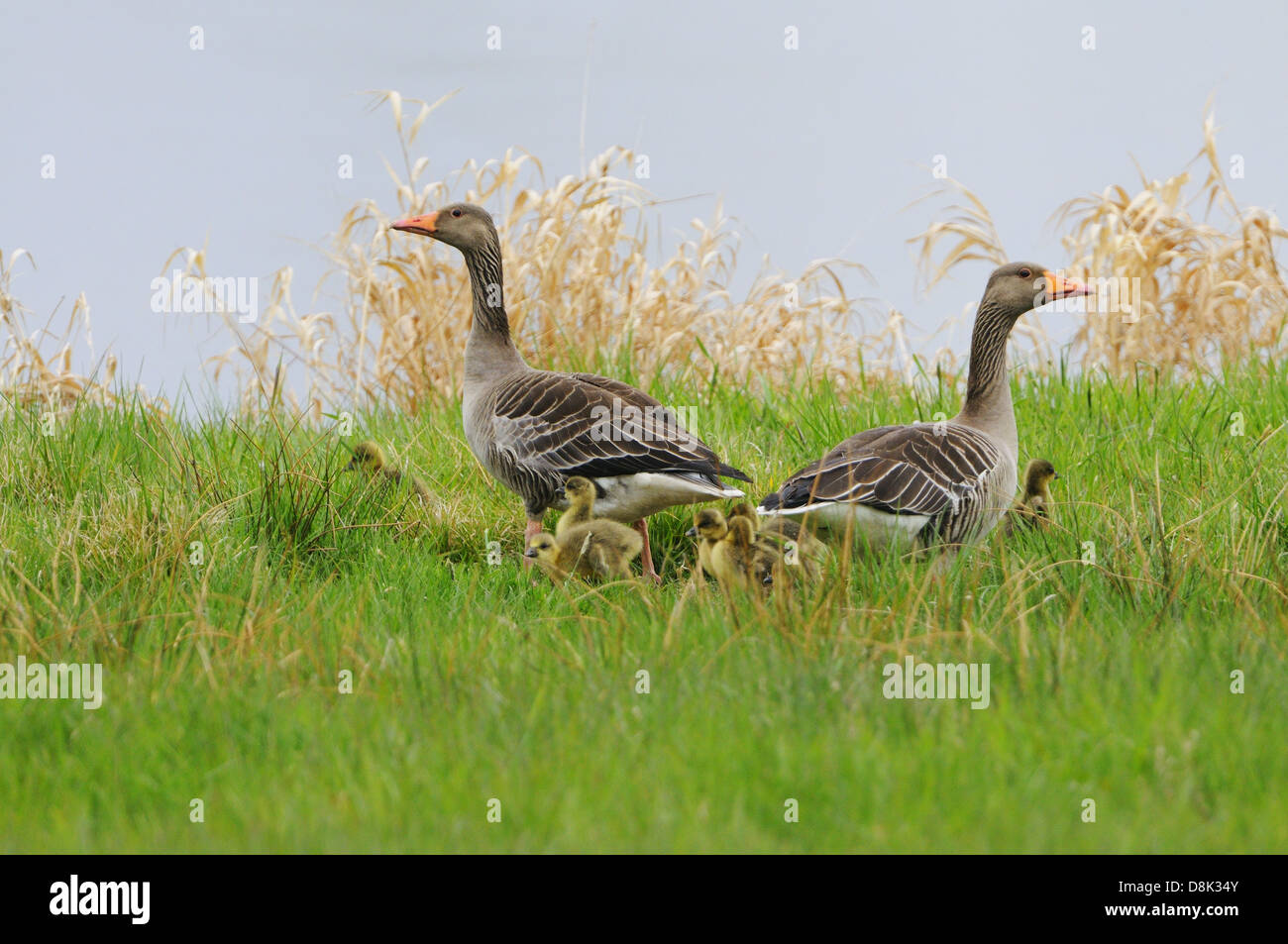 Graugänse Stockfoto