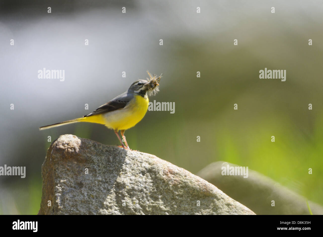 Gebirgsstelze Stockfoto