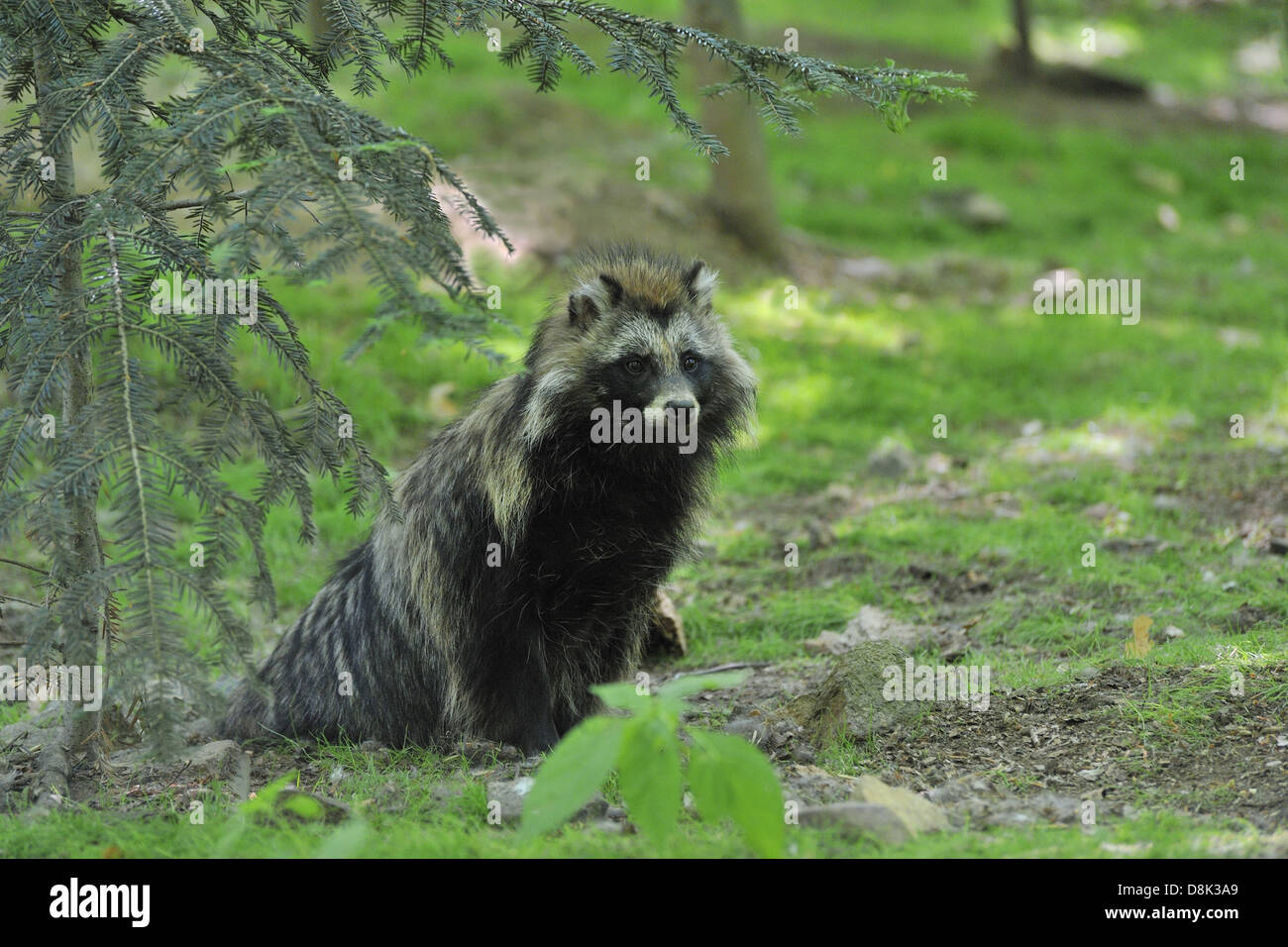 Marderhund Stockfoto