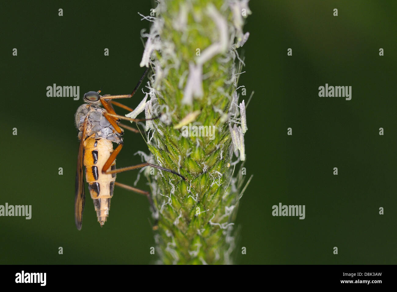 Snipe-fly Stockfoto