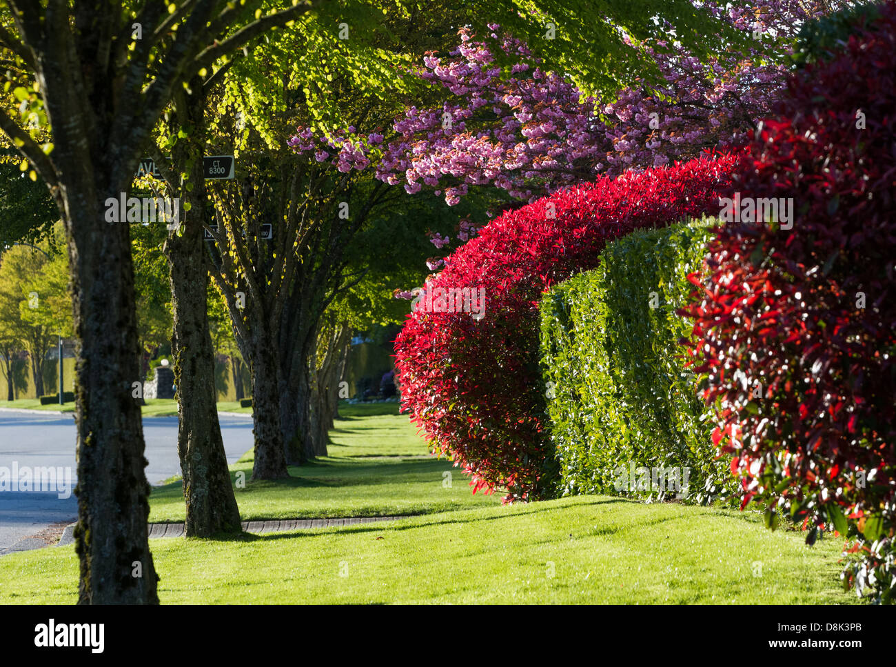 Straße in Vancouver im Frühling Stockfoto