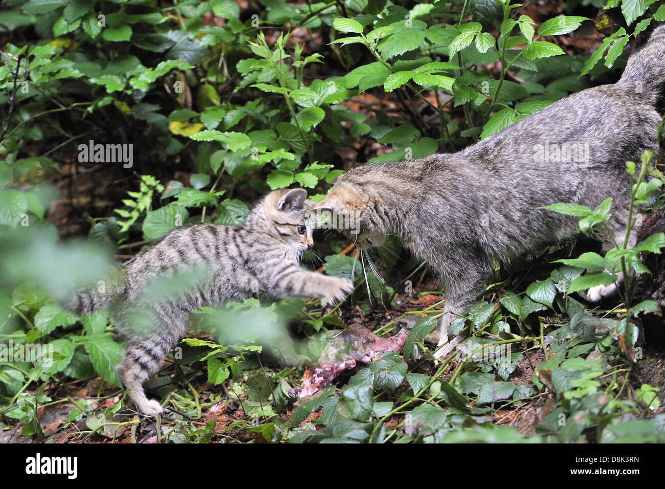 Wildcat mit Kätzchen Stockfoto