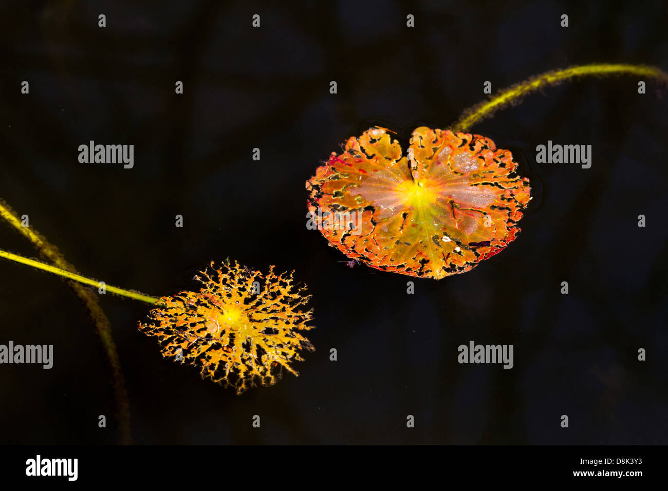 Totes Wasser Lilie Blatt im Frühjahr, Natur Hintergrund Stockfoto