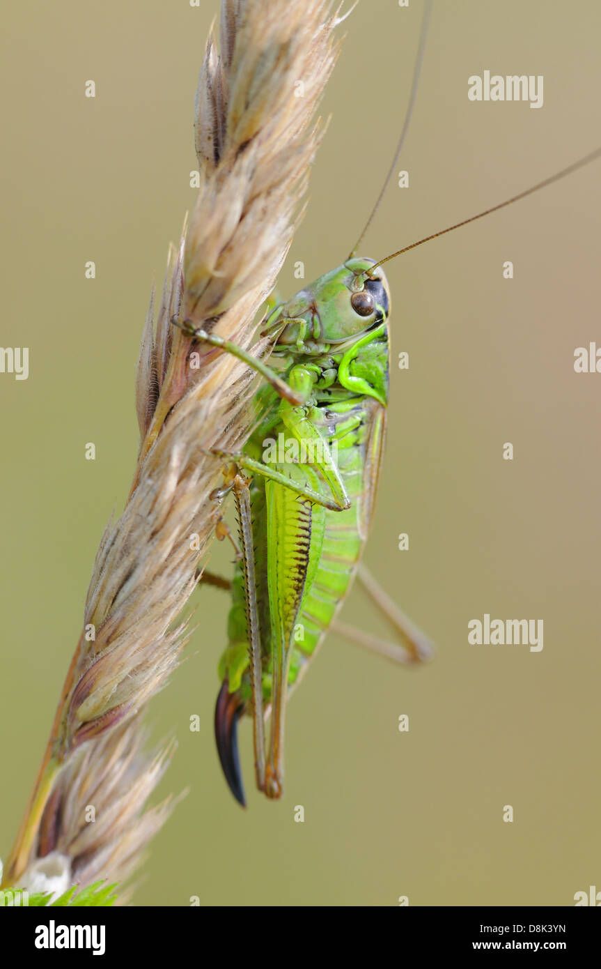 Grüne Heuschrecke Stockfoto
