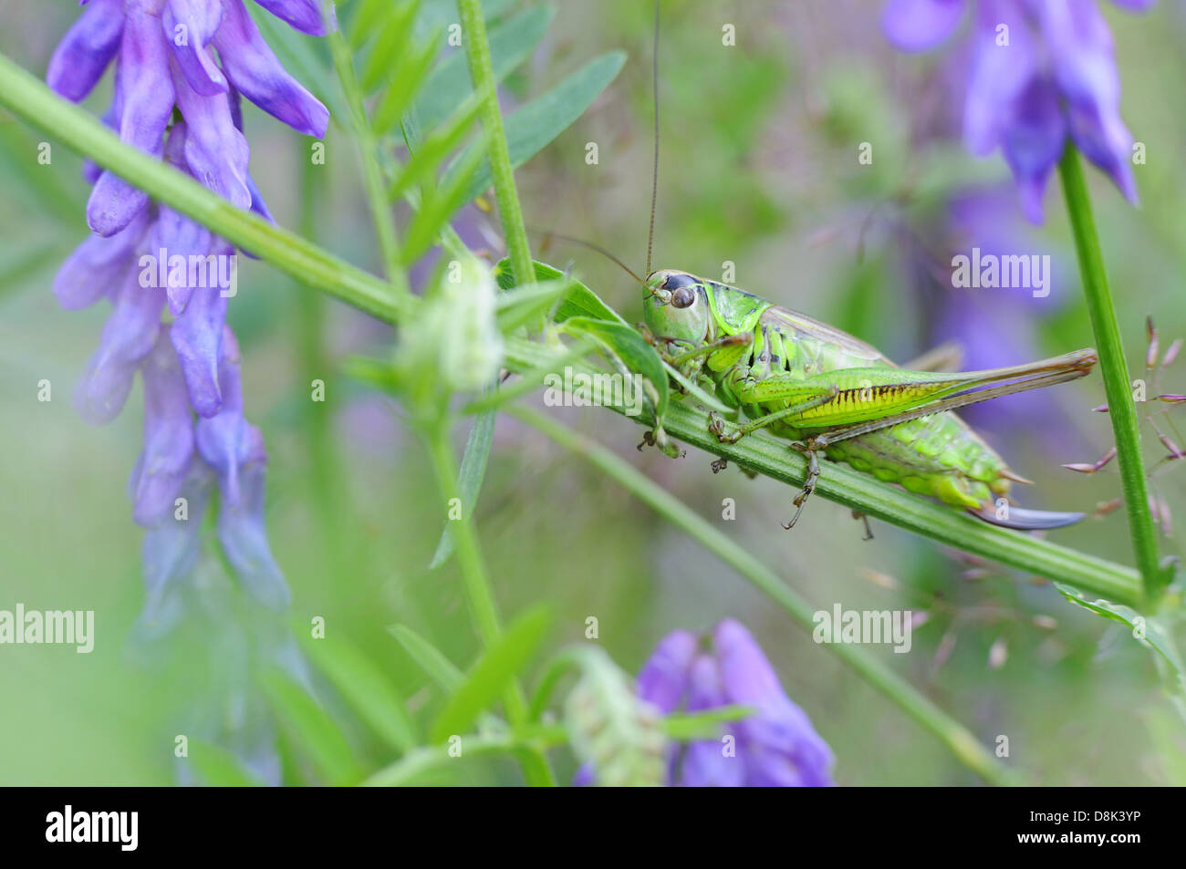 Grüne Heuschrecke Stockfoto
