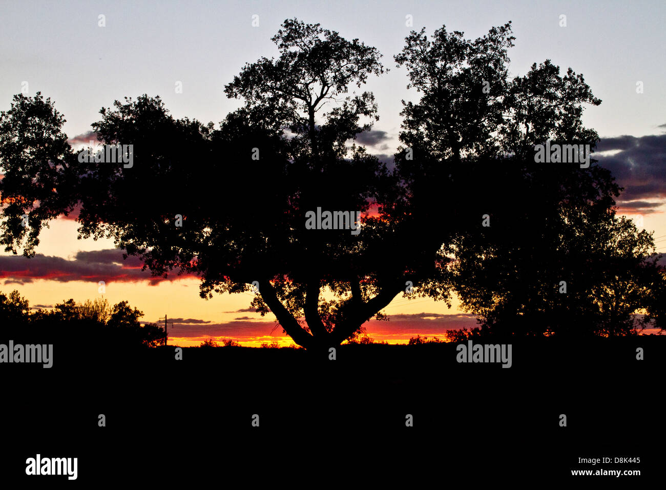Ein Olivenbaum bei Sonnenuntergang in Monaraz. Alentejo, Portugal. Stockfoto