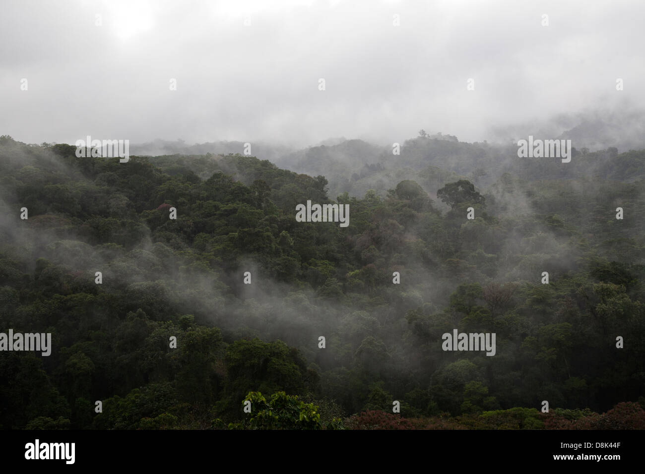 Nebelwald im zentralen Hochland von Costa Rica Stockfoto