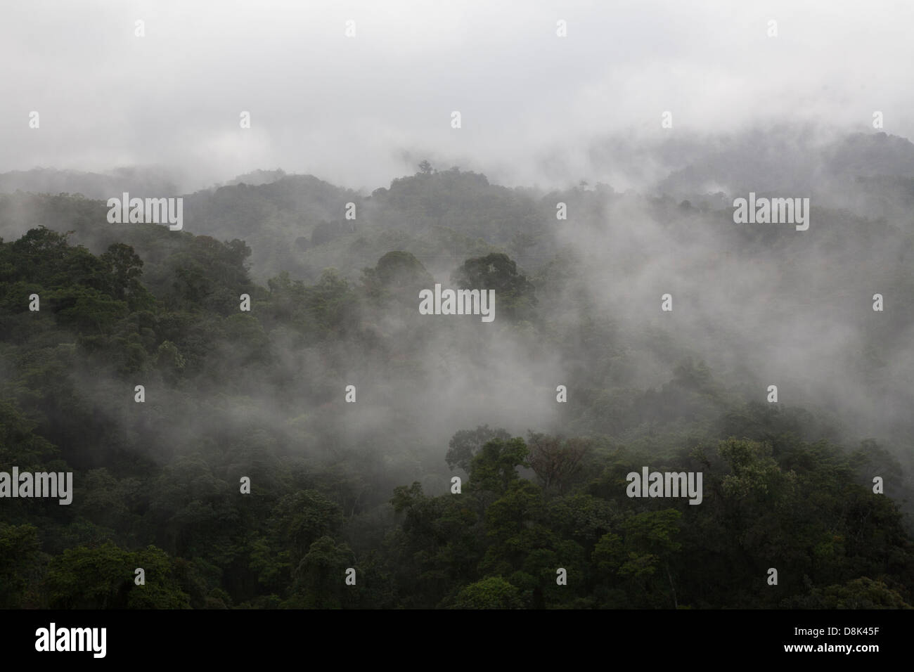 Nebelwald im zentralen Hochland von Costa Rica Stockfoto