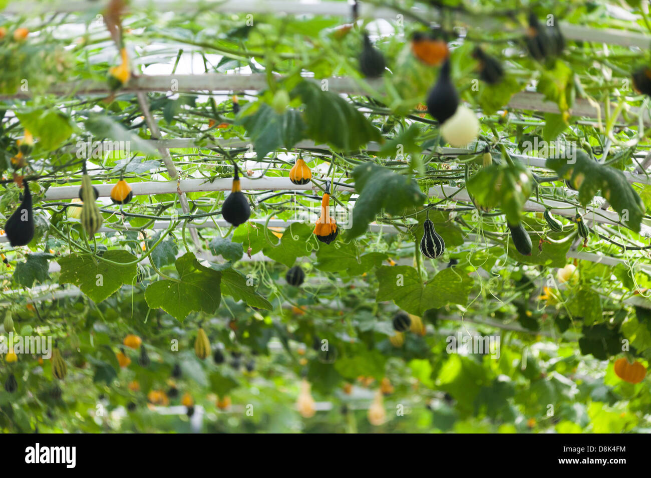 Kürbis Squash im Gemüsegarten wachsen Stockfoto