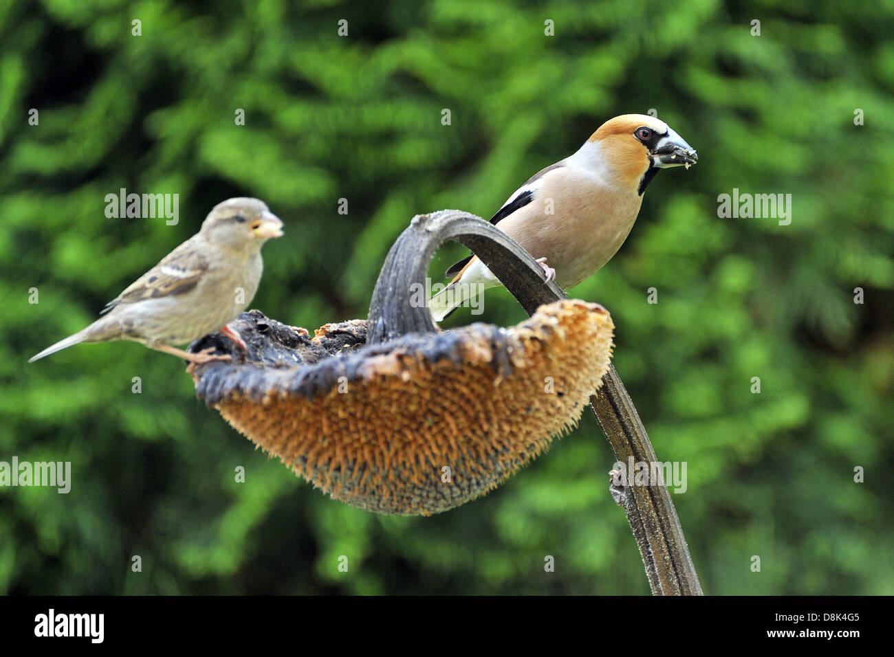 Kernbeißer Stockfoto