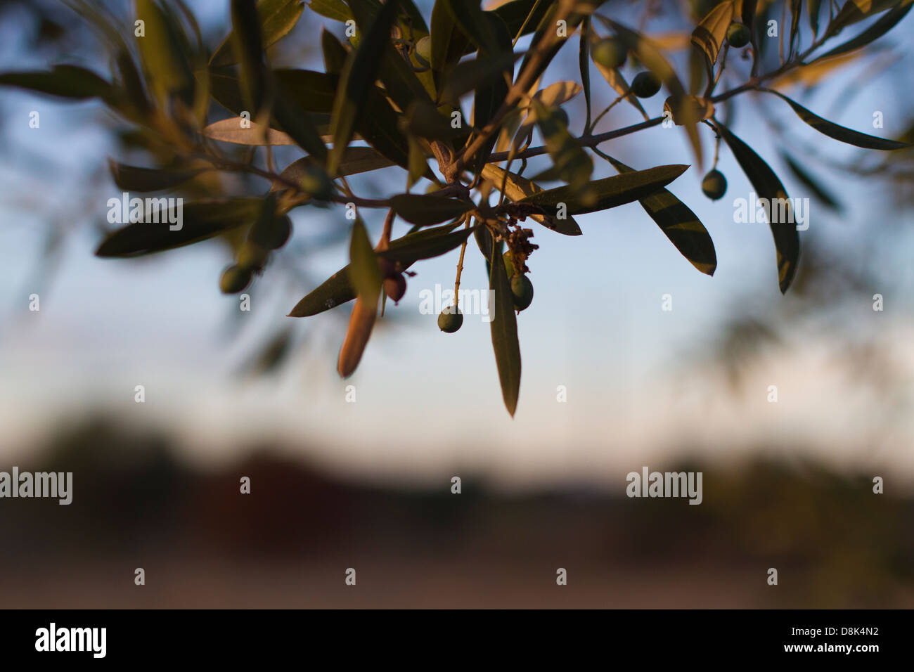 Detail eines Olivenbaums in Monaraz. Alentejo, Portugal. Stockfoto